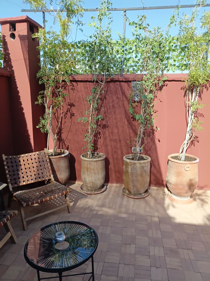 Coin salon et plantes sur le rooftop